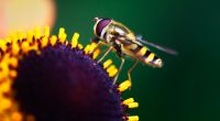 Hoverfly Pollination9943518884 200x110 - Hoverfly Pollination - Pollination, Hoverfly
